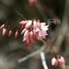 분홍미선나무(Abeliophyllum distichum f. lilacinum Nakai) : 통통배