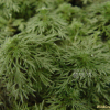 구와쑥(Artemisia tanacetifolia L.) : 통통배