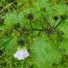 페루꽈리(Nicandra physalodes (L.) Gaertn.) : 산들꽃