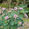 검나무싸리(Lespedeza melanantha Nakai) : 카르마