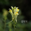 좁은잎해란초(Linaria vulgaris Hill) : 카르마