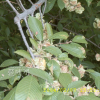 느릅나무(Ulmus davidiana var. japonica (Rehder) Nakai) : 현촌