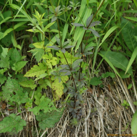 갈퀴아재비(Asperula lasiantha Nakai) : 바지랑대