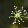 애기실부추(Allium tenuissimum) : 곰배령