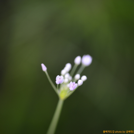 애기실부추(Allium tenuissimum) : 곰배령