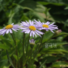 벌개미취(Aster koraiensis Nakai) : 현촌