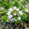 백리향(Thymus quinquecostatus ?elak.) : 별꽃