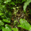 나도범의귀(Mitella nuda L.) : 통통배