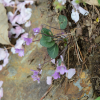 자주알록제비꽃(Viola tenuicornis W.Becker) : 카르마