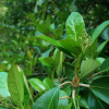 아왜나무(Viburnum odoratissimum var. awabuki (K.Koch) Zabel ex Rumpler) : Hanultari