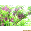 꽃아까시나무(Robinia hispida L.) : 바지랑대
