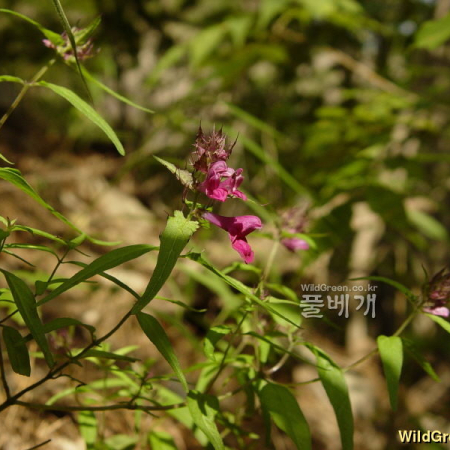 새며느리밥풀(Melampyrum setaceum var. nakaianum (Tuyama) T.Yamaz.) : 통통배