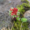 바위돌꽃(Rhodiola rosea L.) : 별꽃