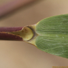 달뿌리풀(Phragmites japonicus Steud.) : 무심거사