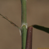 달뿌리풀(Phragmites japonicus Steud.) : 무심거사