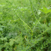 개똥쑥(Artemisia annua L.) : 무심거사