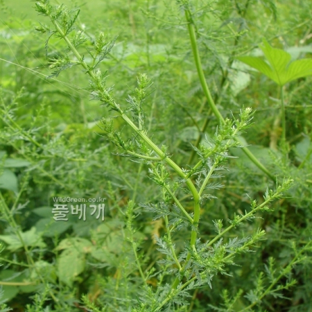 개똥쑥(Artemisia annua L.) : 청암