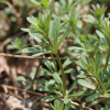 갈퀴덩굴(Galium spurium L. var. echinospermum (Wallr.) Desp.) : 무심거사