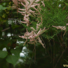 위성류(Tamarix chinensis Lour.) : 별꽃