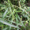 산기장(Phaenosperma globosum Munro ex Benth.) : 봄까치꽃