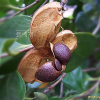 동백나무(Camellia japonica L.) : 세임