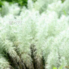 구와쑥(Artemisia tanacetifolia L.) : 통통배