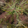 각시그령(Eragrostis japonica (Thunb.) Trin.) : 塞翁之馬
