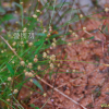 흰개수염(Eriocaulon sikokianum Maxim.) : 푸른마음