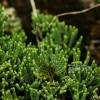 산석송(Lycopodium alpinum L.) : 벼루