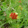 바위돌꽃(Rhodiola rosea L.) : 별꽃