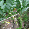 참골담초(Caragana fruticosa (Pall.) Besser) : habal