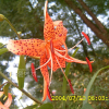 중나리(Lilium leichtlinii Hook.f. subsp. maximowiczii (Regel) J.Compton) : 무심거사