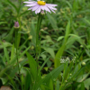 벌개미취(Aster koraiensis Nakai) : 현촌