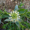 말냉이(Thlaspi arvense L.) : 산들꽃