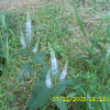 꼬리풀(Pseudolysimachion linariifolium (Pall. ex Link) Holub) : 별꽃