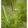 흰등심붓꽃(Sisyrinchium angustifolium for. album J.K.Sim & Y.S.Kim) : 봄까치꽃
