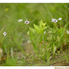흰등심붓꽃(Sisyrinchium angustifolium for. album J.K.Sim & Y.S.Kim) : 봄까치꽃