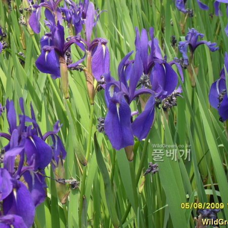 제비붓꽃(Iris laevigata Fisch. ex Turcz.) : 현촌