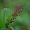 새며느리밥풀(Melampyrum setaceum var. nakaianum (Tuyama) T.Yamaz.) : kplant1