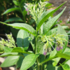 컴프리(Symphytum officinale L.) : 현촌