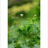 가래바람꽃(Anemone dichotoma L.) : 들국화