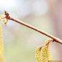 개암나무 : 꽃사랑한동구