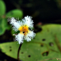 어리연꽃 : 풀잎사랑