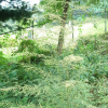 쑥(Artemisia indica Willd.) : 추풍