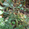 실제비쑥(Artemisia angustissima Nakai) : 고들빼기