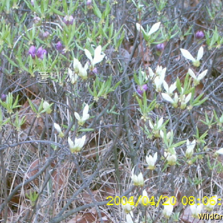 흰산철쭉(Rhododendron yedoense Maxim. f. albflora H.T.Chang) : 현촌