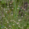 흰개수염(Eriocaulon sikokianum Maxim.) : 푸른마음