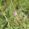 미모사(Mimosa pudica L.) : 塞翁之馬