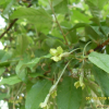 뜰보리수(Elaeagnus multiflora Thunb.) : 현촌
