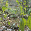 느릅나무(Ulmus davidiana var. japonica (Rehder) Nakai) : 무심거사
